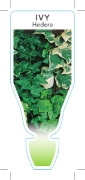 Picture of HOUSEPLANT HEDERA IVY - MIXED PICTURE (UNNAMED VARIETY)                                                                                               