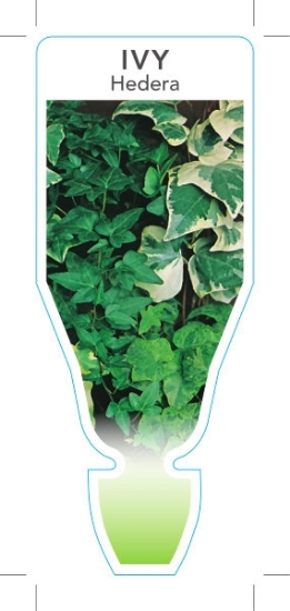 Picture of HOUSEPLANT HEDERA IVY - MIXED PICTURE (UNNAMED VARIETY)                                                                                               