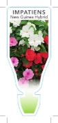 Picture of **IMPATIENS NEW GUINEA HYBRID                                                                                                                         