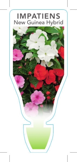 Picture of **IMPATIENS NEW GUINEA HYBRID                                                                                                                         