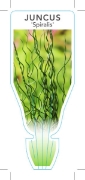 Picture of JUNCUS EFFUSUS SPIRALIS                                                                                                                               