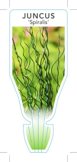 Picture of JUNCUS EFFUSUS SPIRALIS                                                                                                                               