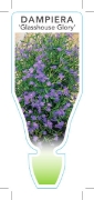 Picture of **DAMPIERA STRICTA GLASSHOUSE GLORY                                                                                                                   