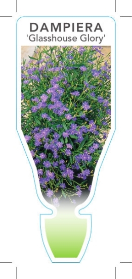 Picture of **DAMPIERA STRICTA GLASSHOUSE GLORY                                                                                                                   
