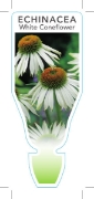 Picture of ECHINACEA PURPUREA ALBA WHITE CONEFLOWER                                                                                                              