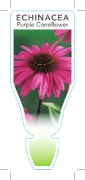 Picture of ECHINACEA PURPUREA PURPLE CONEFLOWER                                                                                                                  