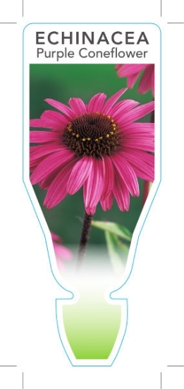 Picture of ECHINACEA PURPUREA PURPLE CONEFLOWER                                                                                                                  