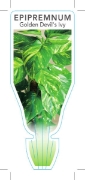 Picture of **HOUSEPLANT EPIPREMNUM AUREUM GOLDEN DEVILS IVY                                                                                                      