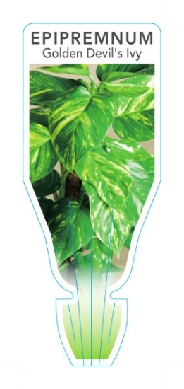 Picture of **HOUSEPLANT EPIPREMNUM AUREUM GOLDEN DEVILS IVY                                                                                                      