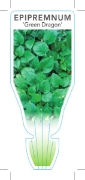 Picture of **HOUSEPLANT EPIPREMNUM GREEN DRAGON                                                                                                                  