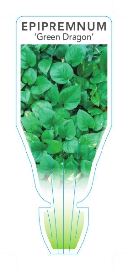 Picture of **HOUSEPLANT EPIPREMNUM GREEN DRAGON                                                                                                                  