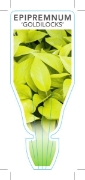 Picture of HOUSEPLANT EPIPREMNUM GOLDILOCKS                                                                                                                      