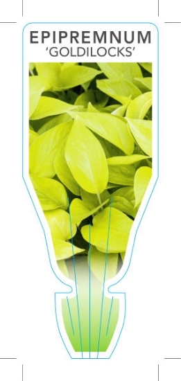 Picture of HOUSEPLANT EPIPREMNUM GOLDILOCKS                                                                                                                      