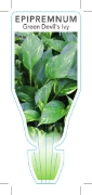 Picture of **HOUSEPLANT EPIPREMNUM GREEN DEVILS IVY                                                                                                              