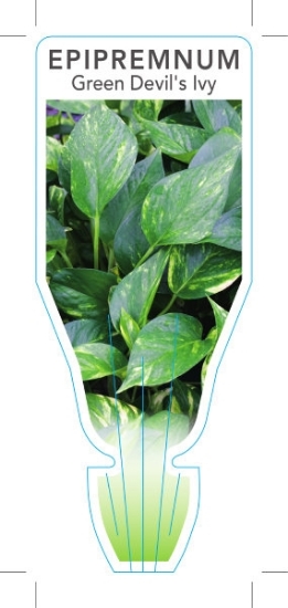Picture of **HOUSEPLANT EPIPREMNUM GREEN DEVILS IVY                                                                                                              