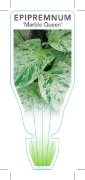 Picture of **HOUSEPLANT EPIPREMNUM MARBLE QUEEN                                                                                                                  