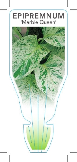 Picture of **HOUSEPLANT EPIPREMNUM MARBLE QUEEN                                                                                                                  