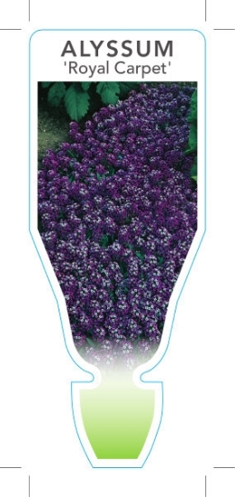 Picture of ANNUAL ALYSSUM ROYAL CARPET (Lobularia maritima)                                                                                                      