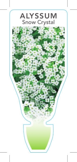 Picture of ANNUAL ALYSSUM SNOW CRYSTALS (Lobularia maritima)                                                                                                     