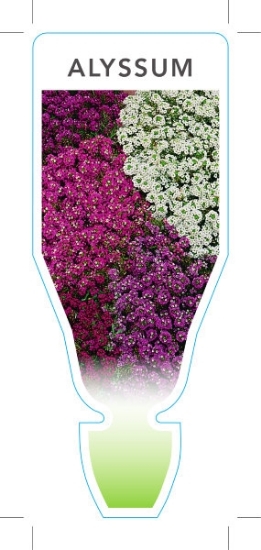 Picture of ANNUAL ALYSSUM MIXED PICTURE (UNNAMED VARIETY) (Lobularia maritima)                                                                                   
