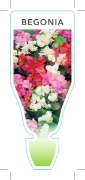 Picture of **HOUSEPLANT BEGONIA MIXED PICTURE (UNNAMED VARIETY)                                                                                                  