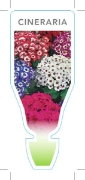 Picture of ANNUAL CINERARIA MIXED PICTURE (UNNAMED VARIETY) (Pericallis hybrida)                                                                                 