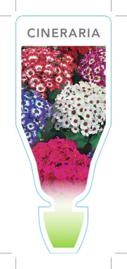 Picture of ANNUAL CINERARIA MIXED PICTURE (UNNAMED VARIETY) (Pericallis hybrida)                                                                                 