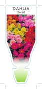 Picture of ANNUAL DAHLIA DWARF (BEDDING TYPE) (Dahlia hybrid)                                                                                                    