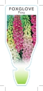 Picture of ANNUAL FOXGLOVE FOXY (Digitalis purpurea)                                                                                                             