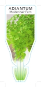 Picture of **FERN ADIANTUM MAIDENHAIR FERN                                                                                                                       