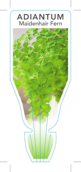 Picture of **FERN ADIANTUM MAIDENHAIR FERN                                                                                                                       
