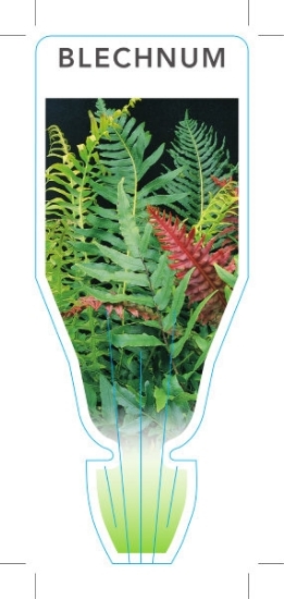 Picture of **FERN BLECHNUM (UNNAMED VARIETY)                                                                                                                     