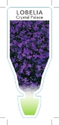 Picture of ANNUAL LOBELIA CRYSTAL PALACE (Lobelia erinus)                                                                                                        
