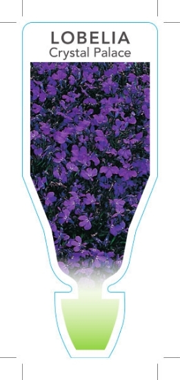 Picture of ANNUAL LOBELIA CRYSTAL PALACE (Lobelia erinus)                                                                                                        