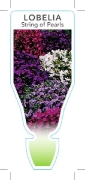 Picture of ANNUAL LOBELIA STRING OF PEARLS (Lobelia erinus)                                                                                                      