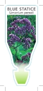 Picture of LIMONIUM PEREZII BLUE STATICE                                                                                                                         