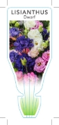 Picture of EUSTOMA GRANDIFLORUM LISIANTHUS DWARF FORM                                                                                                            