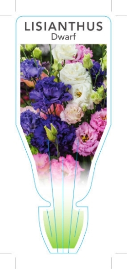 Picture of EUSTOMA GRANDIFLORUM LISIANTHUS DWARF FORM                                                                                                            
