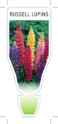 Picture of **LUPIN RUSSELL                                                                                                                                       