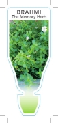 Picture of **HERB BRAHMI THE MEMORY HERB (Bacopa monnieri)                                                                                                       