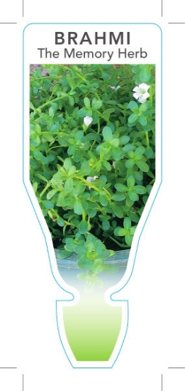 Picture of **HERB BRAHMI THE MEMORY HERB (Bacopa monnieri)                                                                                                       