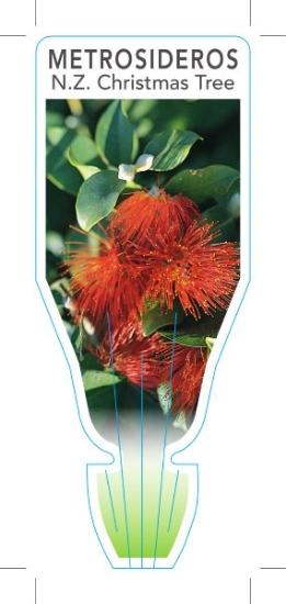 Picture of METROSIDEROS THOMASII NZ CHRISTMAS TREE                                                                                                               