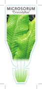 Picture of **HOUSEPLANT MICROSORUM MUSIFOLIUM CROCODYLLUS FERN                                                                                                   