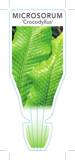 Picture of **HOUSEPLANT MICROSORUM MUSIFOLIUM CROCODYLLUS FERN                                                                                                   