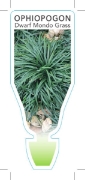 Picture of OPHIOPOGON JAPONICUS NANA DWARF MONDO GRASS                                                                                                           