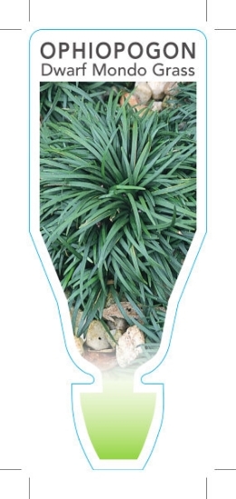Picture of OPHIOPOGON JAPONICUS NANA DWARF MONDO GRASS                                                                                                           
