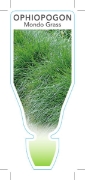 Picture of OPHIOPOGON JAPONICUS MONDO GRASS                                                                                                                      