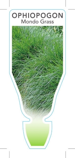 Picture of OPHIOPOGON JAPONICUS MONDO GRASS                                                                                                                      