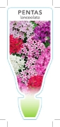 Picture of PENTAS LANCEOLATA                                                                                                                                     