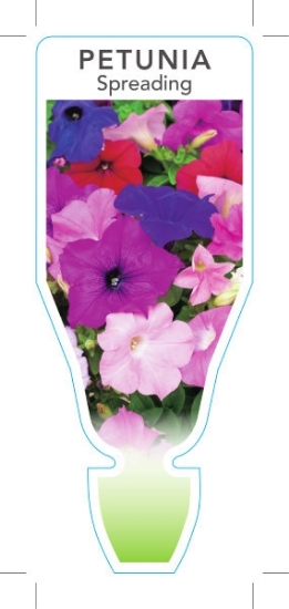Picture of ANNUAL PETUNIA SPREADING TYPE MIXED PICTURE (Petunia x hybrida)                                                                                       